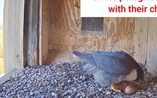 بنت تطلب ممارسه الجنس 2024 Amazing peregrine falcon and their beautiful chicks