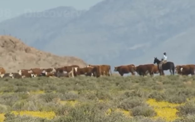 بنت تطلب ممارسه الجنس 2024 American Ranchers Raise 30,1 Million Beef Cattle This Way – American Cow Farm