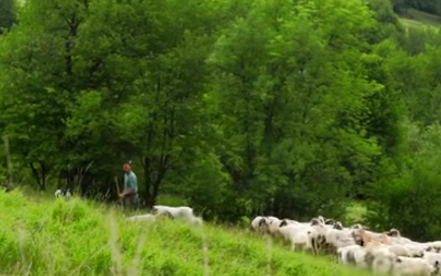 بنت تطلب ممارسه الجنس 2024 Sensational Cheese Making Process on Old Fashioned Farm From Romania