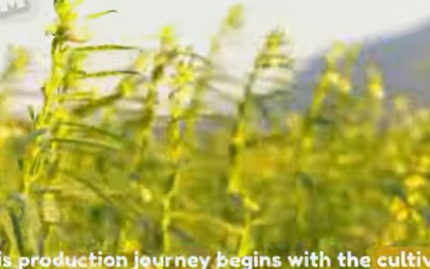 رقص منزلي خليجي 2024 Tahini Sauce Factory: Making Process From Sesame Seeds to Tahini, Sesame Oil, Halva | How it’s made