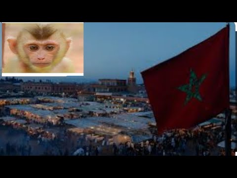 سائح أمريكي يفضح مغربي 🇲🇦 يمارس الجن////س مع قردة فضيحة مدوية تهز مراكش الحمراء