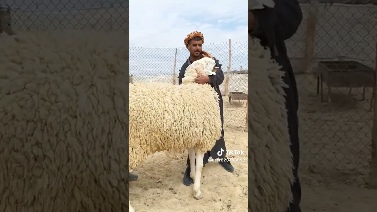 عيد الاضحى علوش كبش تحيا كبيرة لناس الجلفة و اولاد نايل