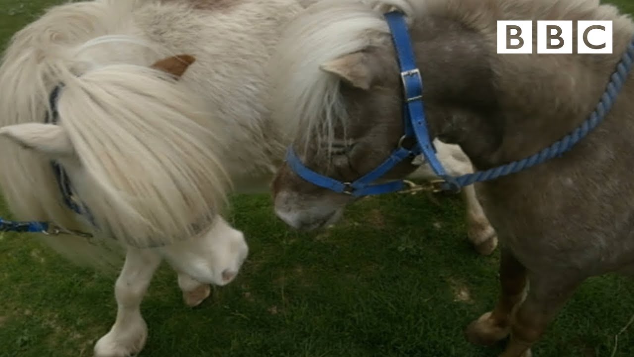 Miniature horses go dating ❤️ | Ronnie’s Animal Crackers – BBC