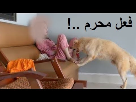 لهذا الامر حرام في الاسلام تربية الكلاب و اقتناؤها , كما اخبر رسول الله ﷺ