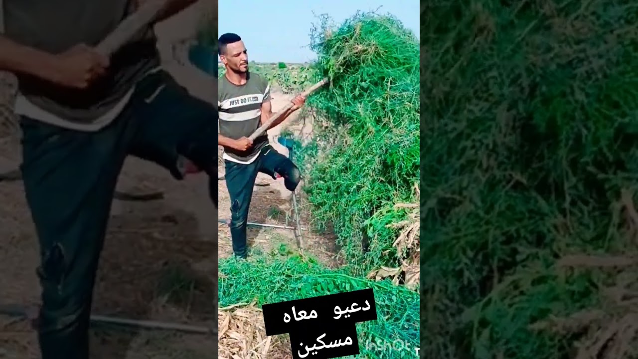 دعيو معاه مسكين