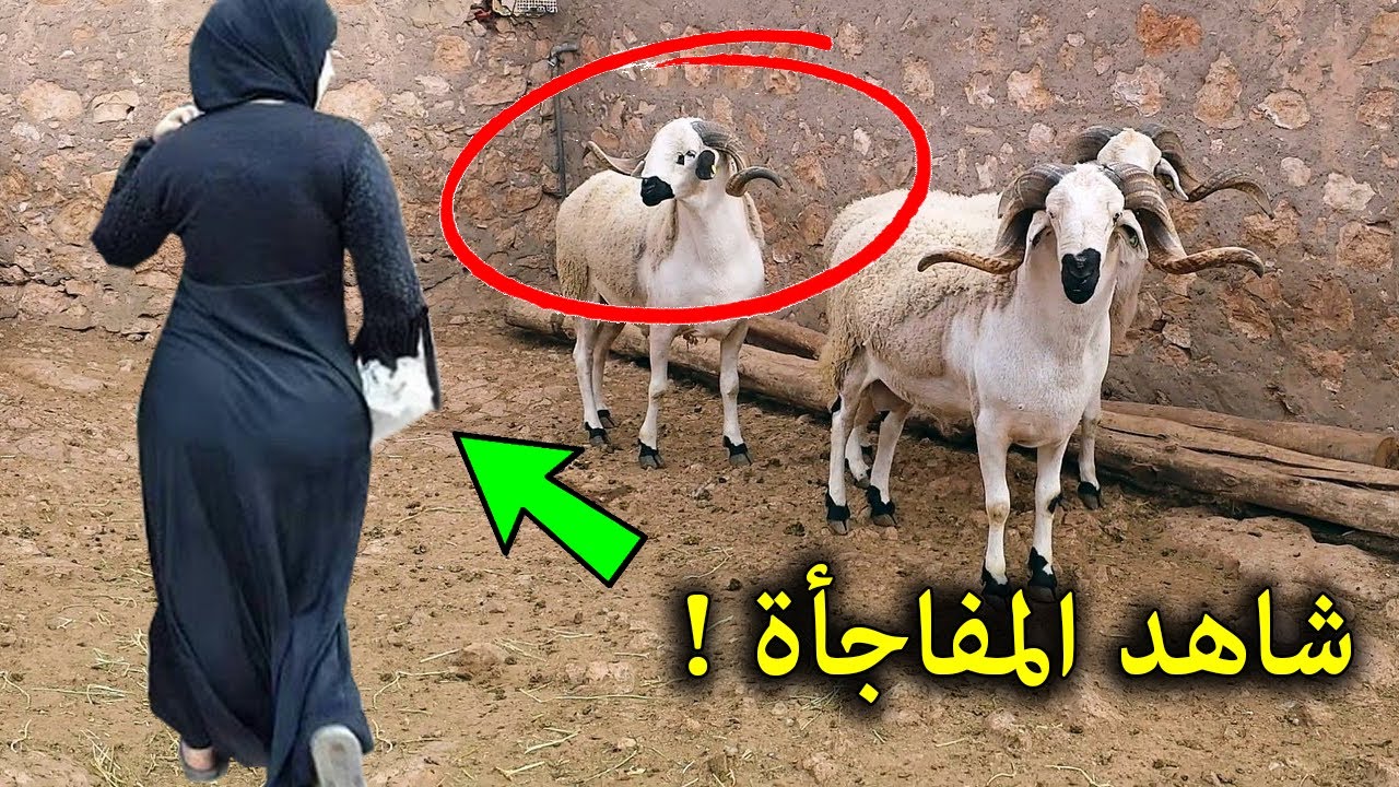 انظرالى هذه الفتاه كانت ترعى الغنم فحصل معها شيئ خطير جعل الجميع يتهمها بالخائنة !؟ شاهد المفاجأة !