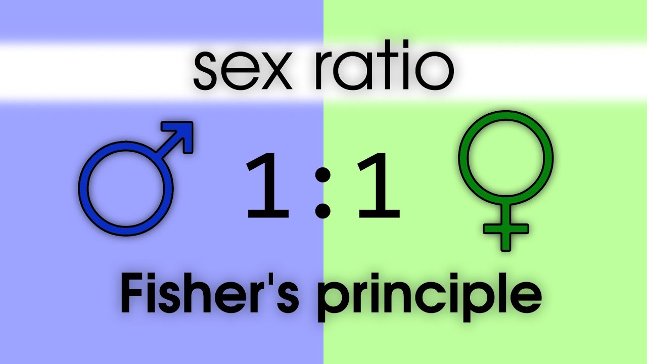 Sex ratio. Fisher’s principle. Evolutionarily stable strategy