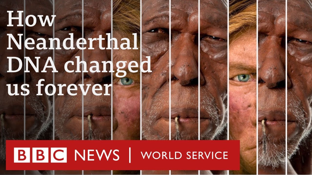 How sex with Neanderthals changed us forever – BBC World Service