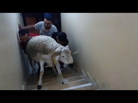 أجواء الفرحة والسرور عندما يدخل مول لعوينة وأكباش 🐏 فريد المزابي إلى بيوت المغاربة 🇲🇦