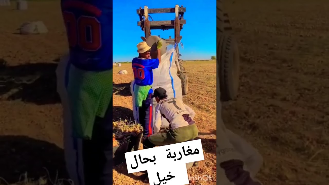 مغاربة بحال خيل