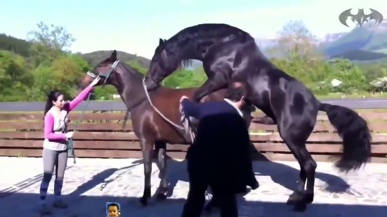 Mating horses Black Power