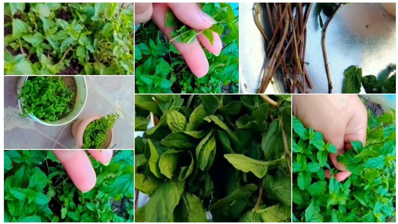 اسهل طريقه لزرع النعناع الأخضر في البيت بكل سهوله والنتيجه شاي بالنعناع😂🌿🍃Planting mint