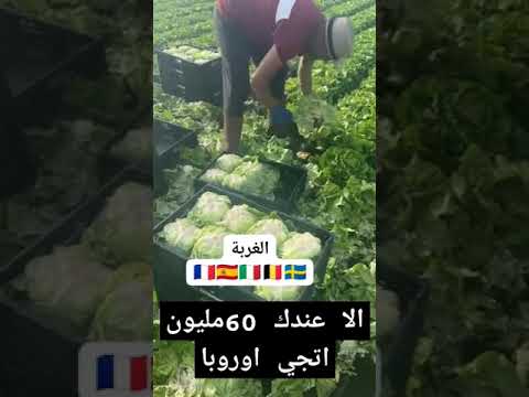 الا عندك 60مليون اتجي اوروبا