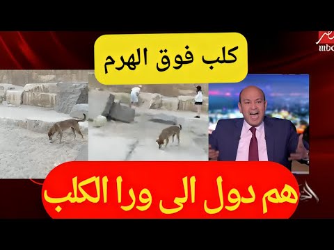 عمل دعاية للآثار المصرية بشكل غير مسبوق الكلب الذي صعد الهرم #يوميات_عبده