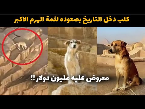 صدمة القرن ” كلب دخل التاريخ بصعوده الهرم الاكبر” وجايله عرض امريكي لشراءه بـ ملييووون دولار😨